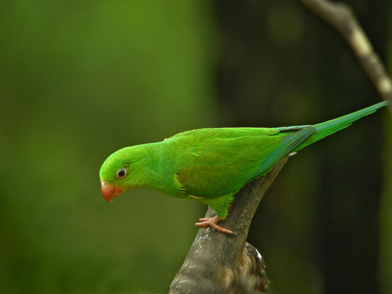 Plain Parakeet