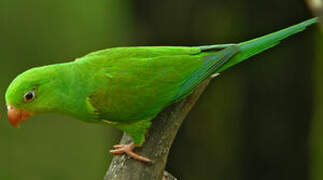 Plain Parakeet