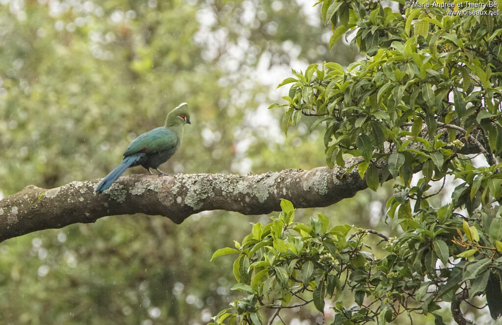 Black-billed Turaco