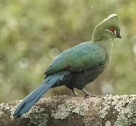 Black-billed Turaco