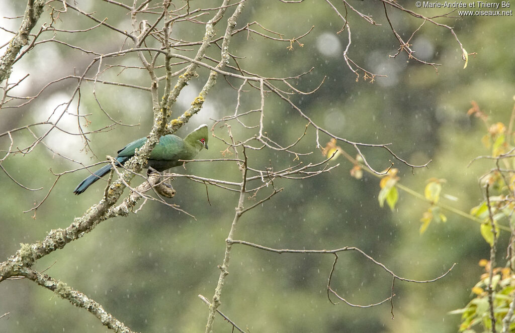 Black-billed Turaco