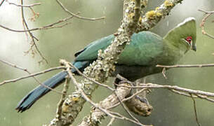 Black-billed Turaco