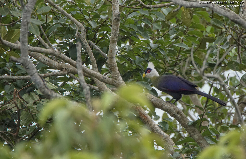 White-crested Turaco