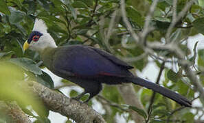 White-crested Turaco