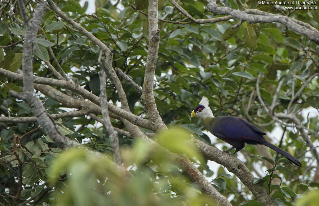 White-crested Turaco