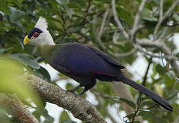 White-crested Turaco