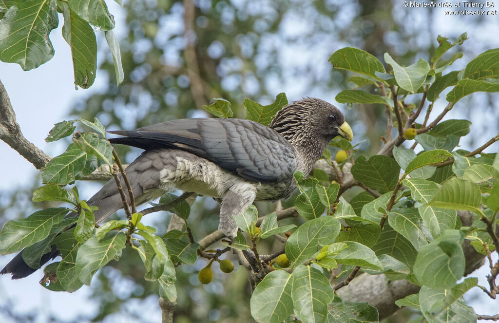 Eastern Plantain-eater