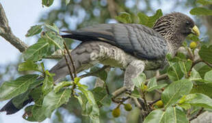 Eastern Plantain-eater