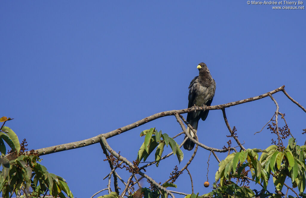 Eastern Plantain-eater