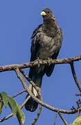 Eastern Plantain-eater