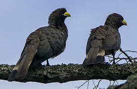 Eastern Plantain-eater