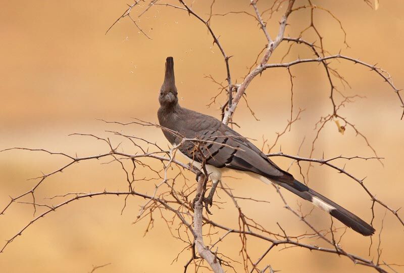 White-bellied Go-away-bird