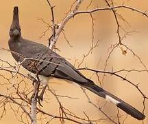 White-bellied Go-away-bird