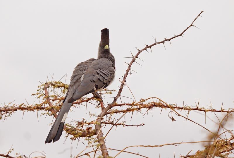 White-bellied Go-away-bird