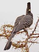 White-bellied Go-away-bird