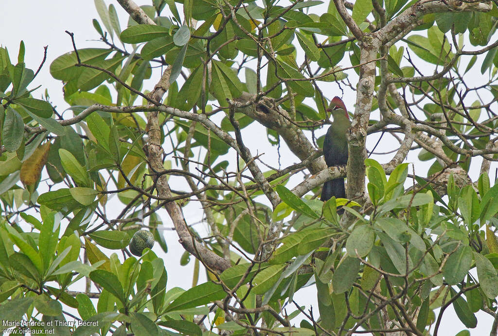 Touraco de Fischer