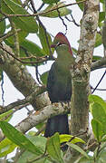 Touraco de Fischer