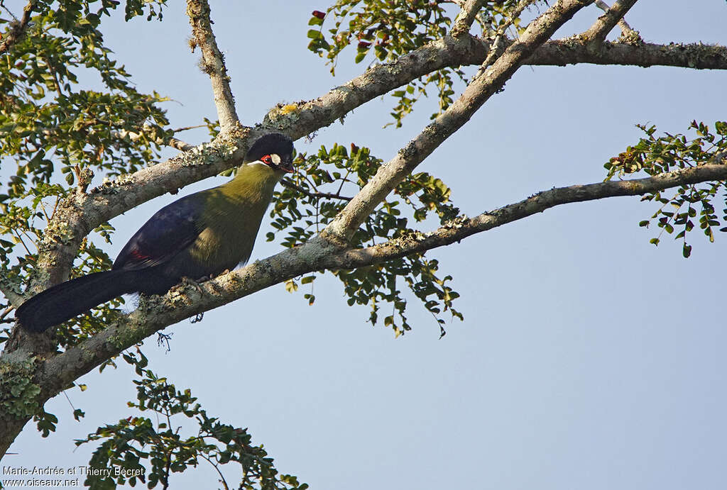 Touraco de Hartlaub, identification