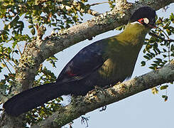 Hartlaub's Turaco