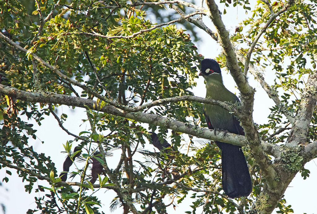 Hartlaub's Turaco