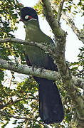 Hartlaub's Turaco