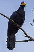 Ross's Turaco