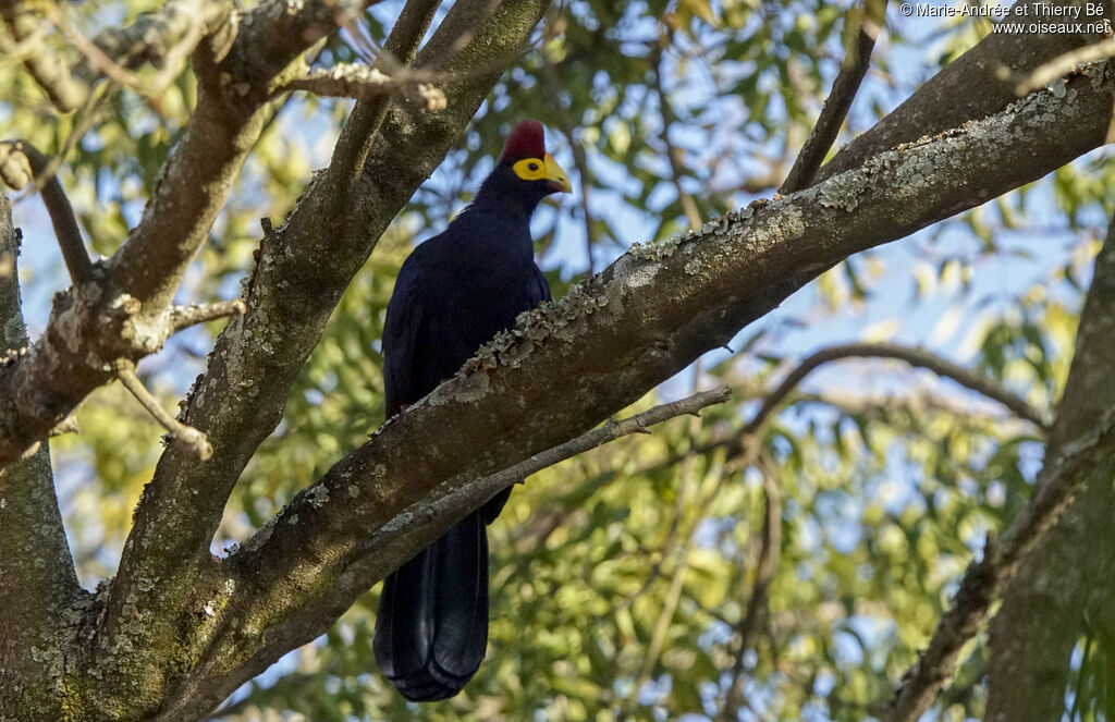 Ross's Turaco