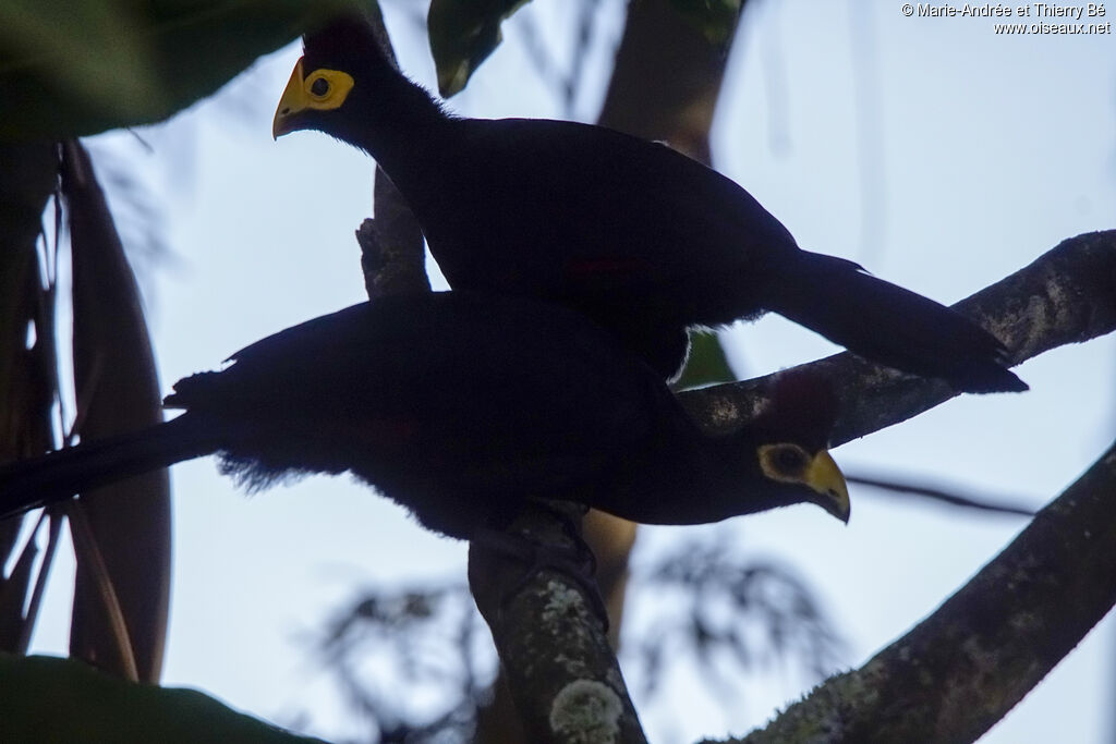 Ross's Turaco