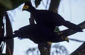 Ross's Turaco