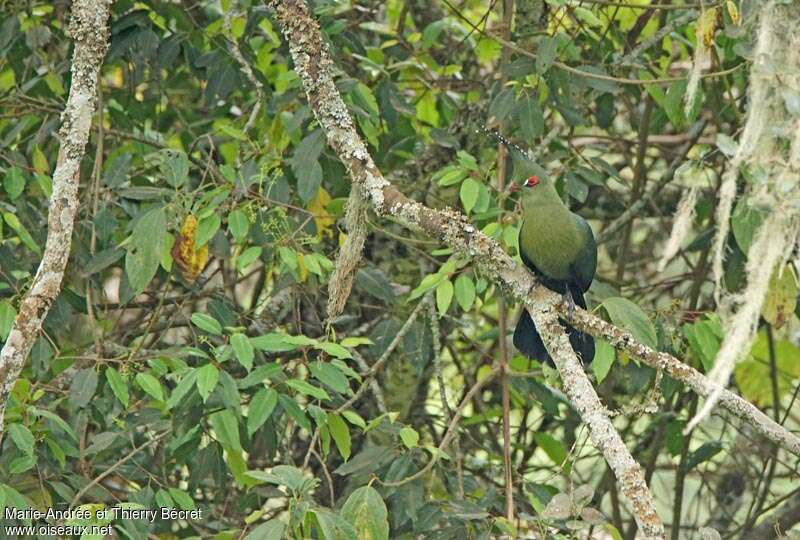 Touraco de Schalow, identification