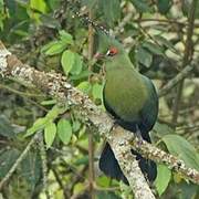 Schalow's Turaco