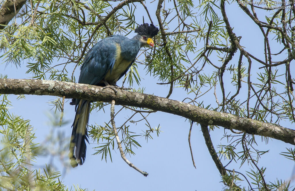 Great Blue Turaco