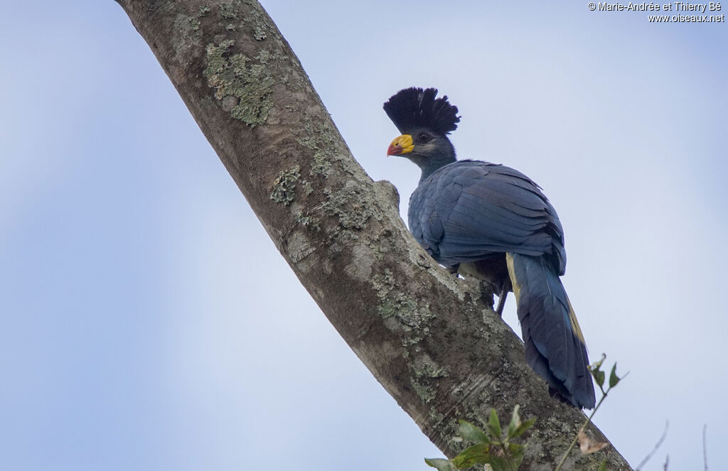 Great Blue Turaco