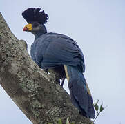 Great Blue Turaco