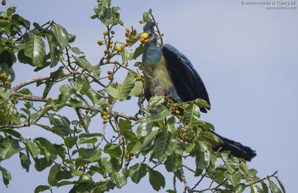 Touraco géant, mange