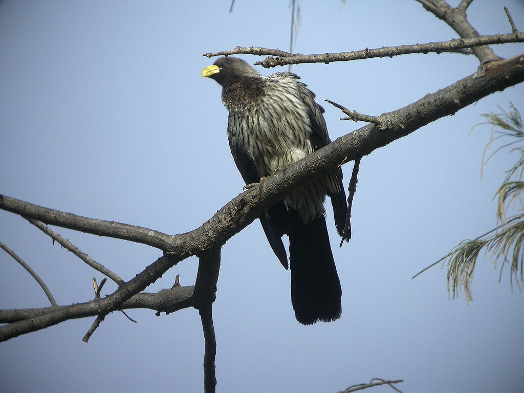 Western Plantain-eater