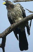 Western Plantain-eater