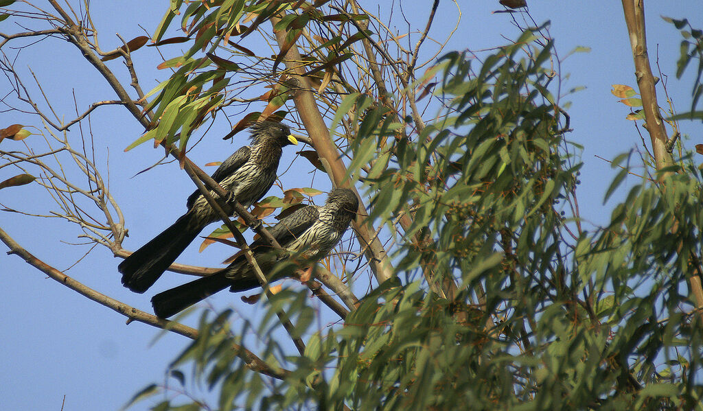 Western Plantain-eater