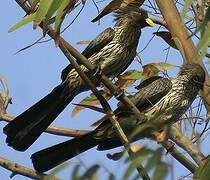 Western Plantain-eater