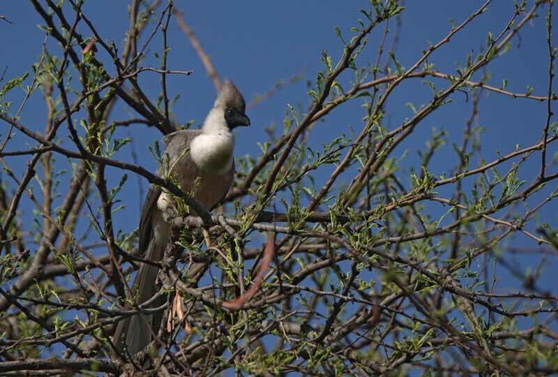 Bare-faced Go-away-bird