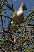 Bare-faced Go-away-bird