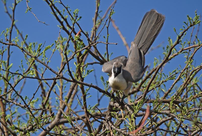 Bare-faced Go-away-bird