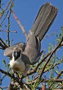 Bare-faced Go-away-bird