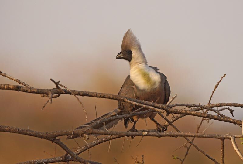 Touraco masqué