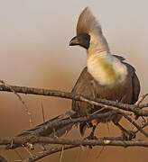 Bare-faced Go-away-bird