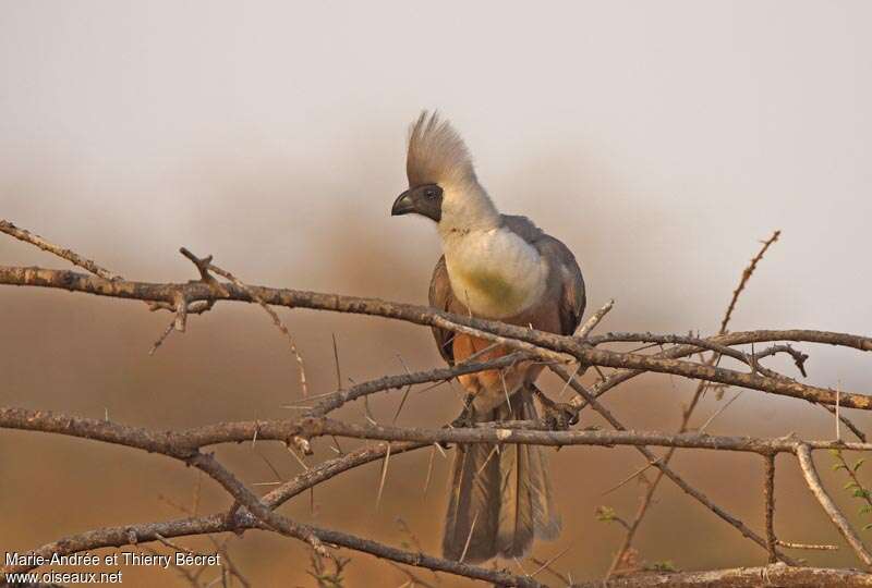 Bare-faced Go-away-birdadult