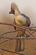 Bare-faced Go-away-bird