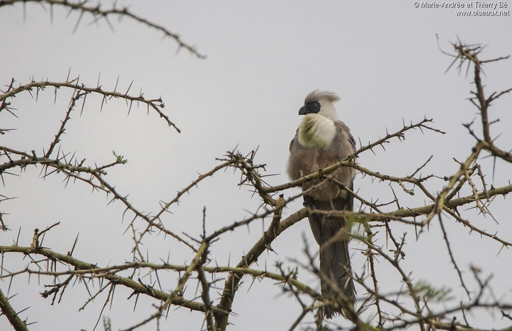 Bare-faced Go-away-bird