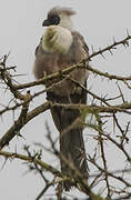 Bare-faced Go-away-bird