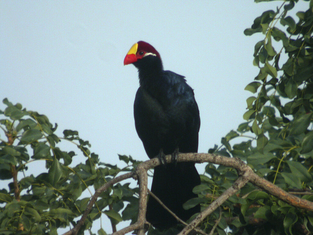 Touraco violet